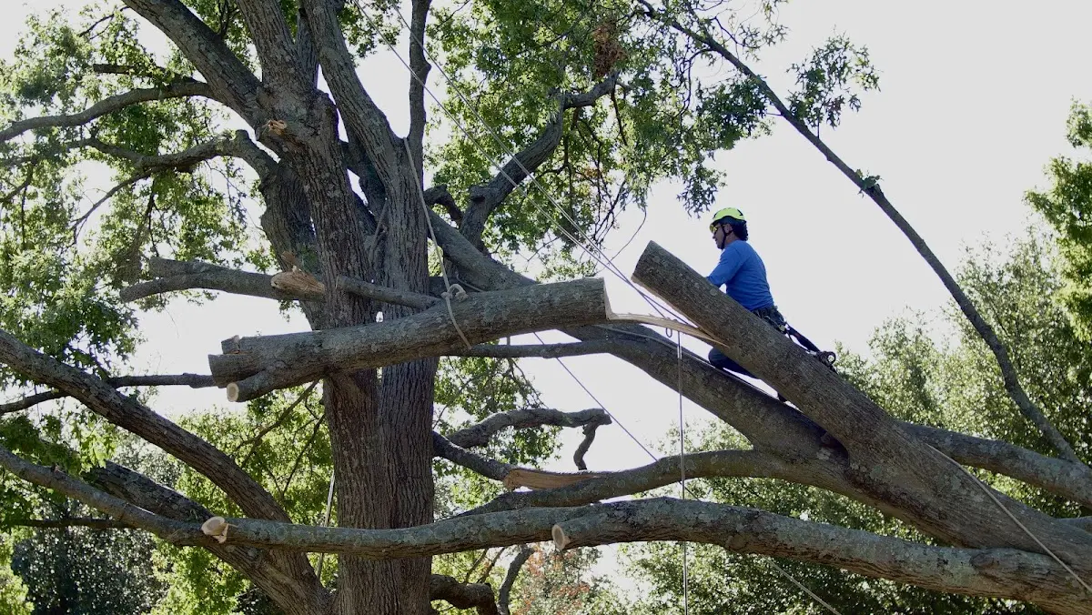 Professional Crown Thinning performed by certified arborists in Ellerslie